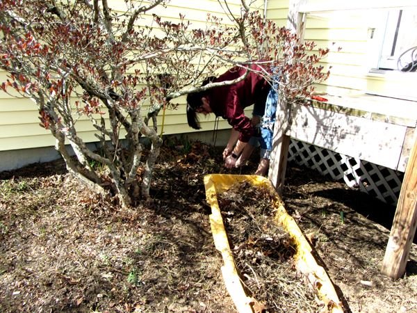 Phoebe cleaning the azealea crop March 2025.jpg