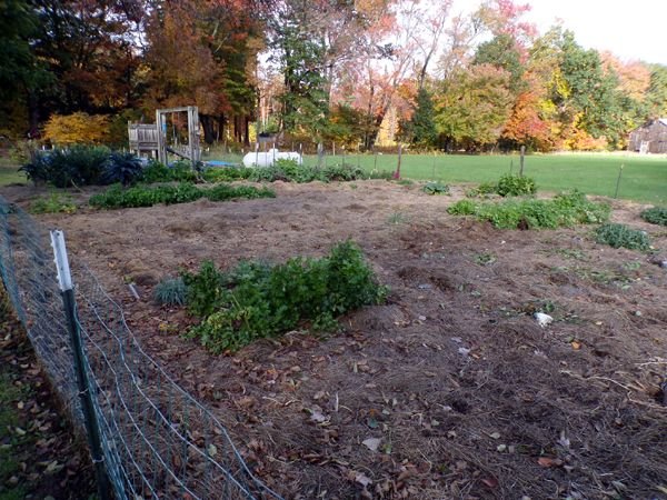 Big garden - cleanout2 crop Oct. 2022.jpg