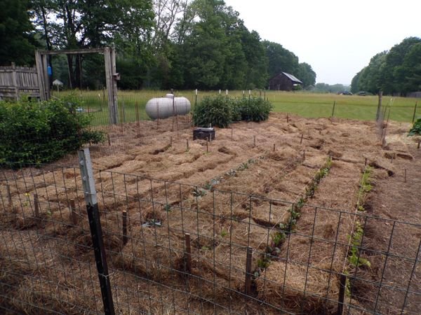 Big garden - 1-3 mulched crop June 2023.jpg