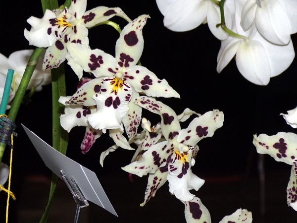 Orchid show14 crop Feb 2024.jpg