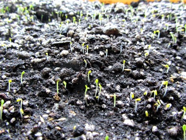 Grass seedlings crop Feb 2025.jpg