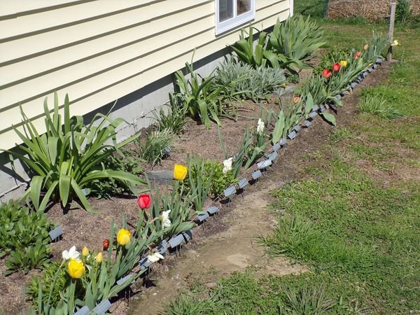 New South - tulips crop April 2022.jpg