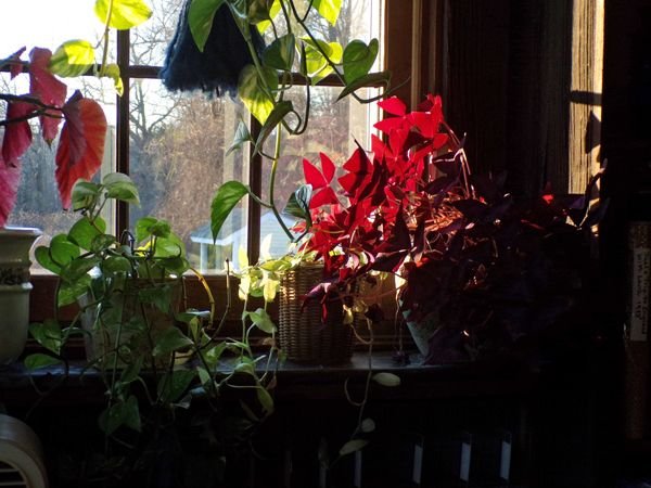 Houseplants afternoon sun3 crop Jan. 2022.jpg