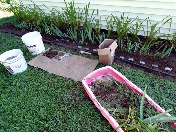 West Shed - planting daff bulbs crop July 2024.jpg