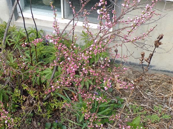 South Herb - flowering almond crop April 2021.jpg