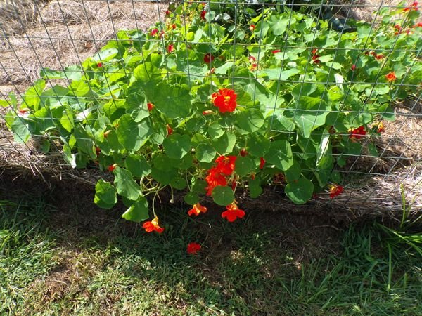 Big garden - nasturtiums2 crop Sept. 2022.jpg