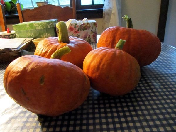 Kabocha squash harvest crop August 2024.jpg