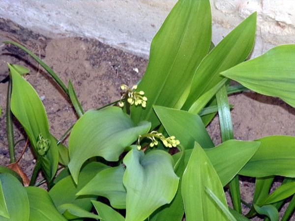 New West - lily of valley buds crop April 2024.jpg