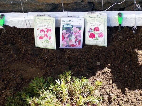 Sweet pea packets crop April 2024.jpg