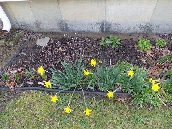 Old North - daffodils crop April 2022.jpg