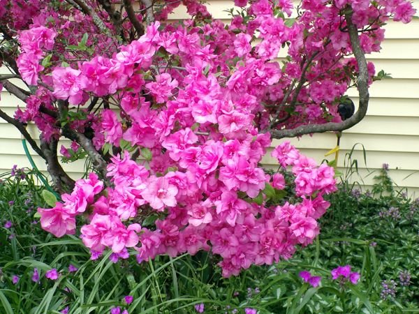 Azalea - pink floof crop May 2024.jpg