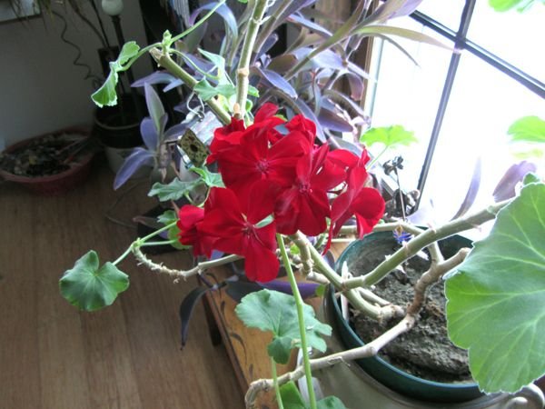 Geranium blossoms crop Dec 2024.jpg