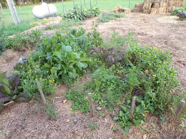 Big garden - mesclun, carrots, calendula crop Oct. 2021.jpg