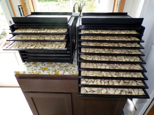 Processing garlic - 10 lbs in dehydrators crop July 2024.jpg