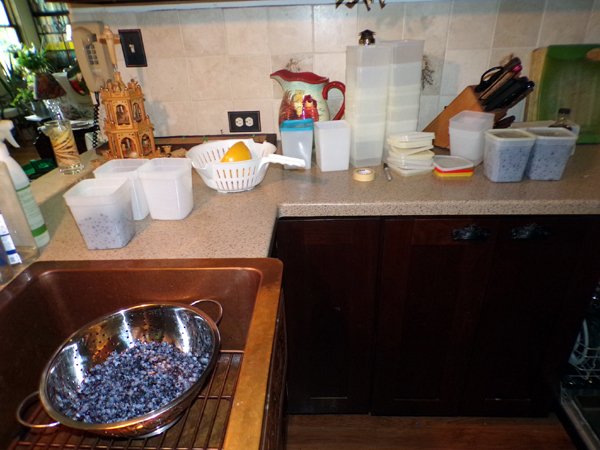 Blueberries - washing and packaging crop July 2024.jpg