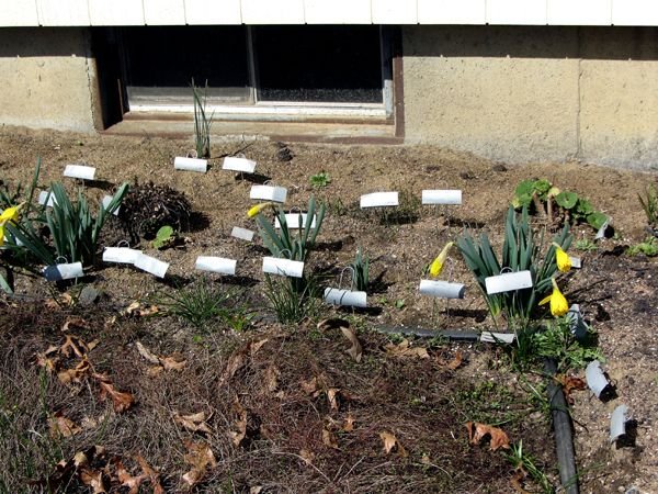 South - daffs opening crop April 2025.jpg