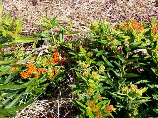New Herb - Row 1, butterflyweed flowers crop July 2023.jpg