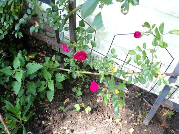 East Shed - 7 Sisters rose 1st flowers crop June 2023.jpg