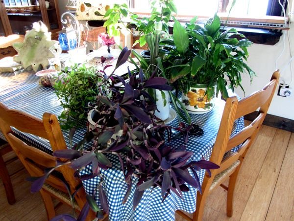 Plants on table crop Feb 2025.jpg