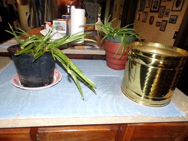 Aloes - after oil bath crop Feb. 2023.jpg