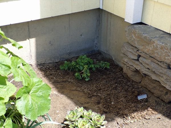 South - geranium crop May 2021.jpg