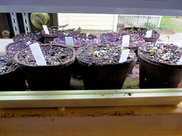 Swiss chard up crop April 2025.jpg