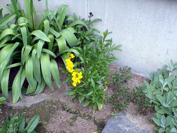 New West - wallflowers crop April 2024.jpg
