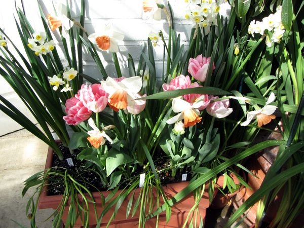 Smith Bulb Show - box at entrance crop March 2025.jpg