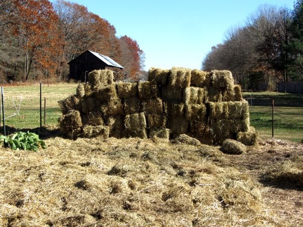 Big garden - 2 more loads of mulch hay crop Nov 2024.jpg