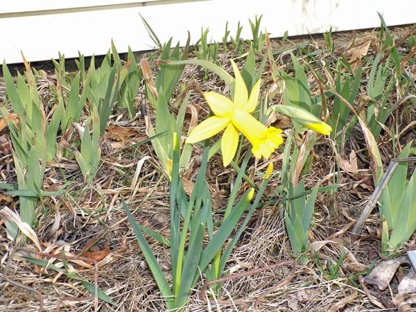 West Shed - tiny daff crop March 2021.jpg