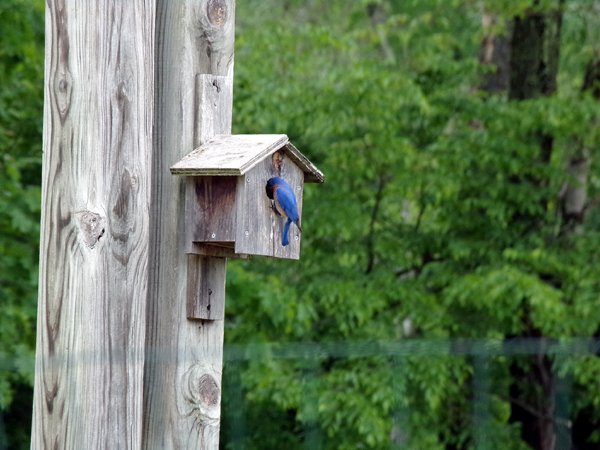 Mr. Bluebird at house1 crop May 2021.jpg