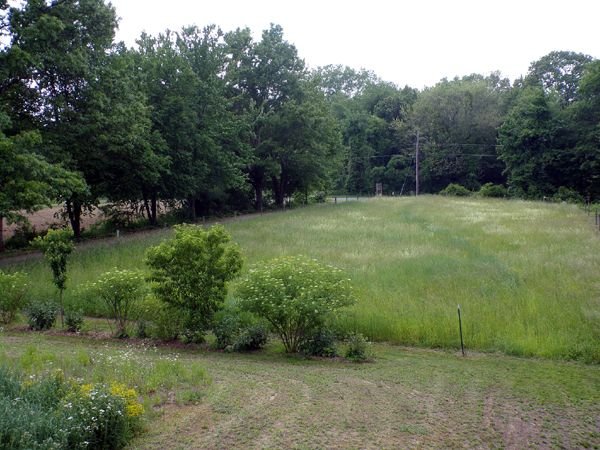 Front pasture crop June 2023.jpg