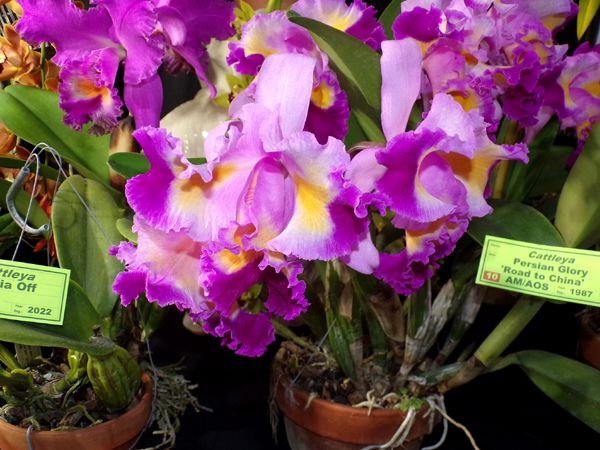Orchid show10 crop Feb 2024.jpg