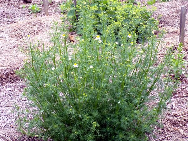 New Herb - Row 7, chamomile flowers crop May 2024.jpg