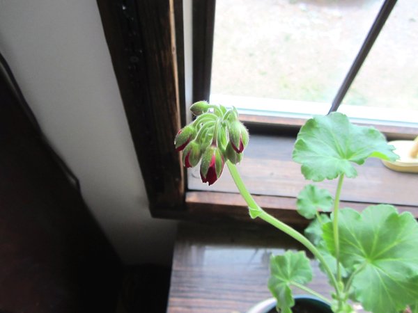 Geranium - red one's buds crop Dec 2024.jpg