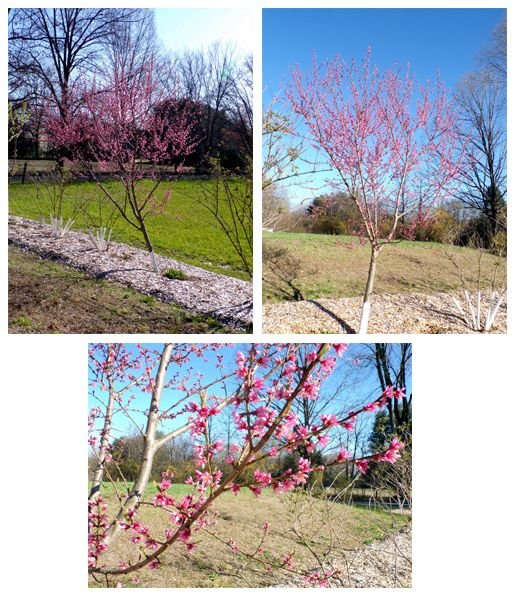 Little trees - peach flowers collage crop April 2024.jpg