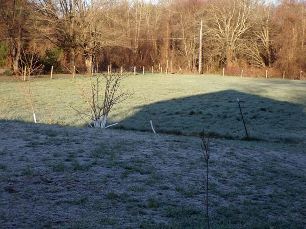 Heavy frost crop April 2022.jpg