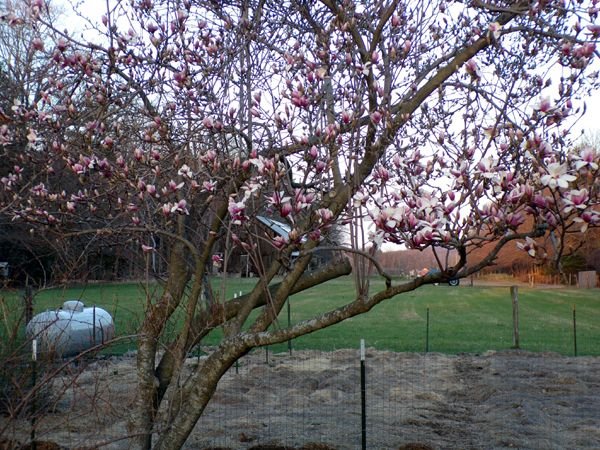 Magnolia - opened crop April 2023.jpg