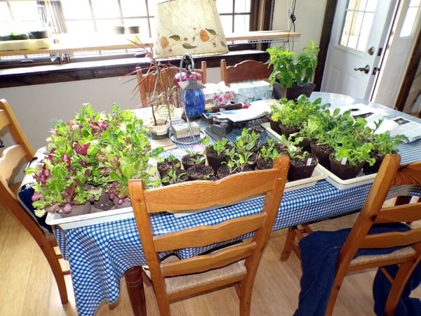 Seedlings from porch2 crop April 2023.jpg