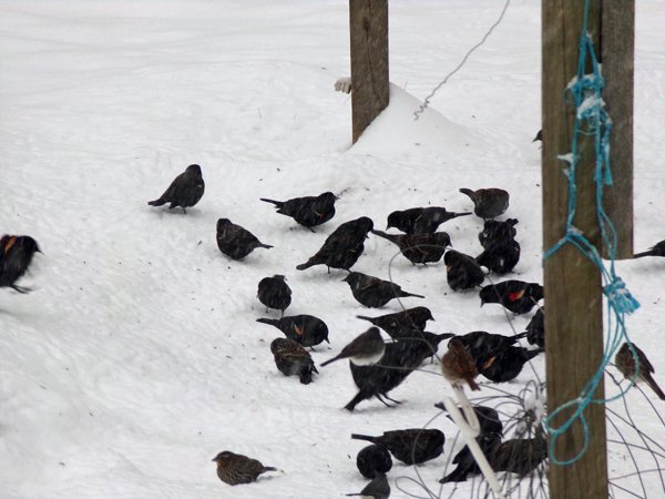 Flock of redwings2 crop Feb. 2022.jpg