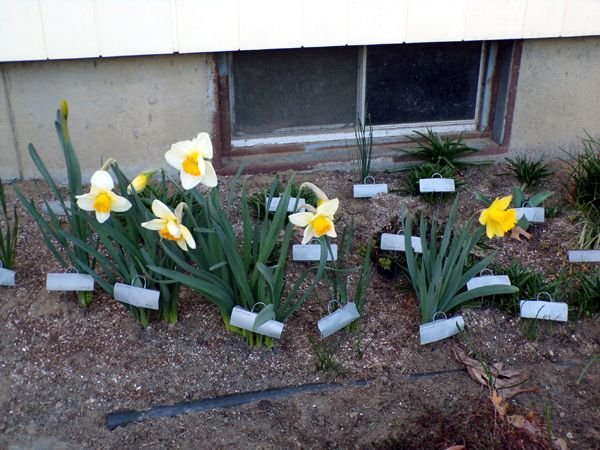 South - 1st daffodils crop March 2024.jpg