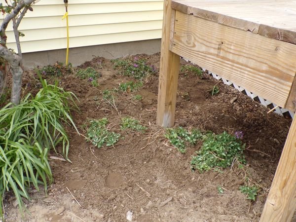 Azalea area - lamium planted crop April 2021.jpg