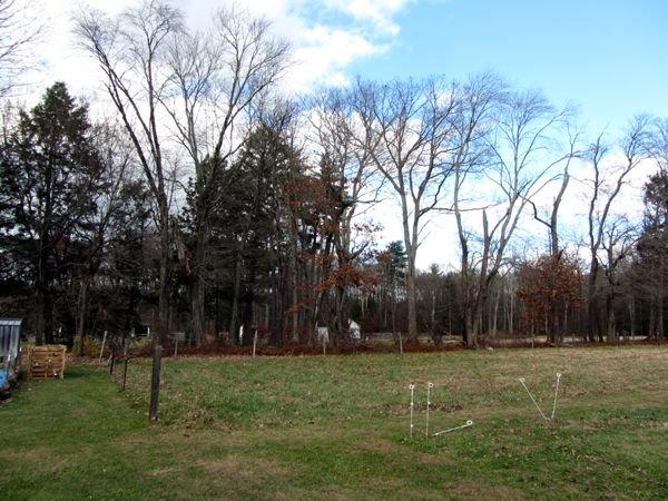 Middle pasture - leaves off trees crop Nov 2024.jpg