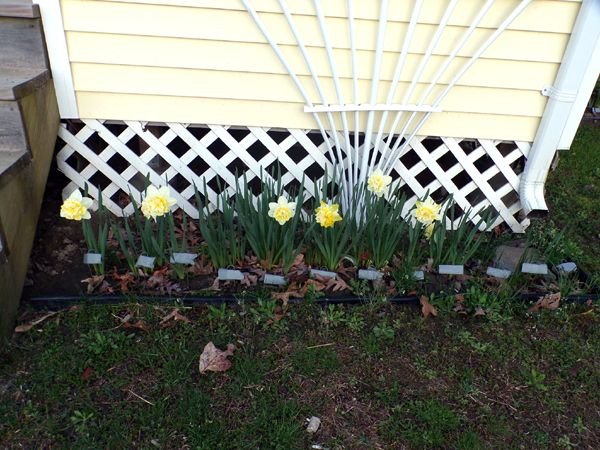 Back porch - daffodils close-up crop April 2024.jpg