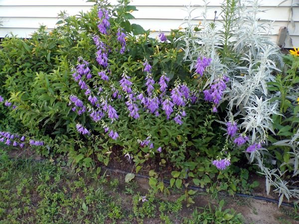 South Herb - bellflowers crop July 2023 .jpg