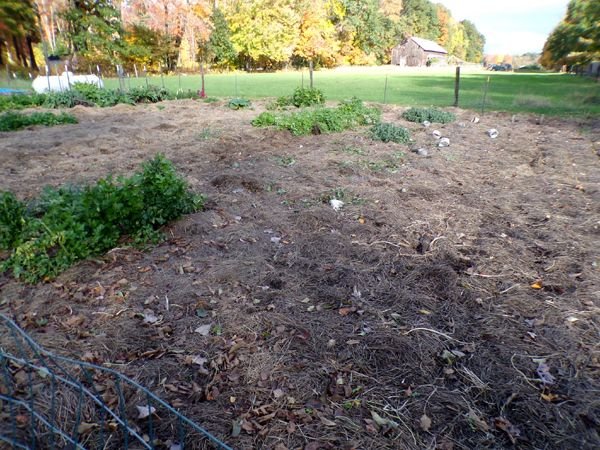 Big garden - cleanout1 crop Oct. 2022.jpg