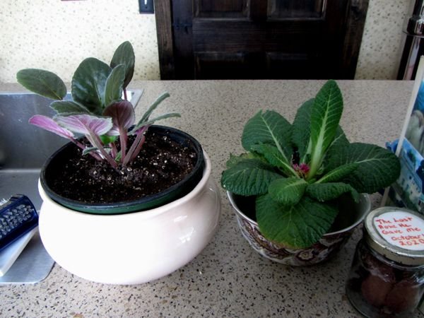 African violet and primrose crop Feb 2025.jpg