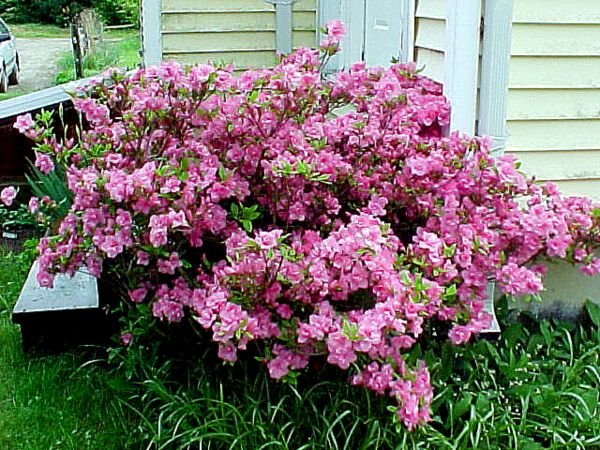 4.Azaleas.crop May.01.jpg