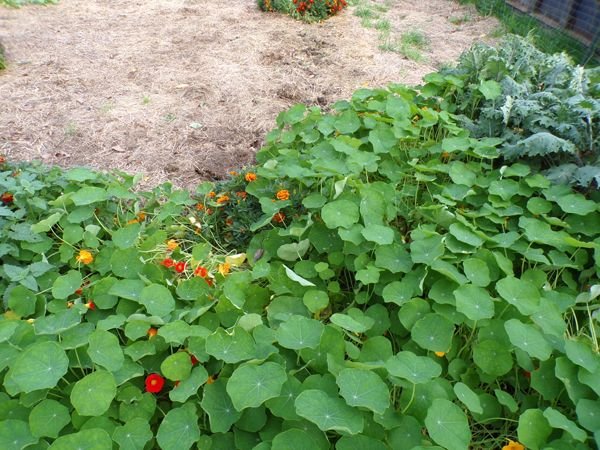 Big garden - nasturtiums and marigolds crop Oct. 2021.jpg