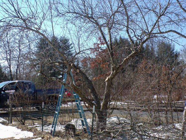 Pruning - MacIntosh, puppy, and prunings crop March 2021.jpg